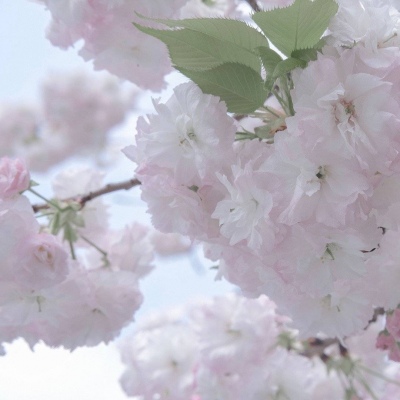 钦南FurryQQ群介绍